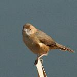 Краснолицая цистикола / Cisticola erythrops