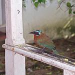 Тринидадский момот / Momotus bahamensis