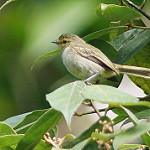 Peruvian Tyrannulet / Zimmerius viridiflavus
