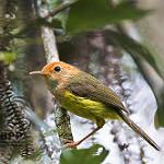 Rufous-headed Tailorbird / Phyllergates heterolaemus