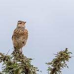 Sentinel Lark / Corypha athi