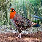 Blyth's Tragopan / Tragopan blythii
