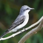 Серый тиранн / Tyrannus dominicensis