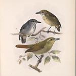 Ржавчатая чока / Thamnistes anabatinus