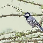 Acacia Tit / Melaniparus thruppi