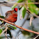 Red Pileated Finch / Coryphospingus cucullatus