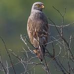 Rufous-winged Buzzard / Butastur liventer