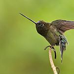 Зеленолобый ланцетоклюв / Doryfera ludovicae