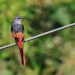 Grey-chinned Minivet / Pericrocotus solaris