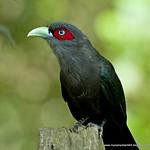 Black-bellied Malkoha / Phaenicophaeus diardi