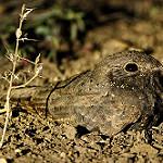 Звездчатый козодой / Caprimulgus stellatus