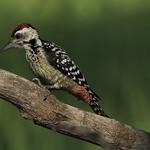 Freckle-breasted Woodpecker / Dendrocopos analis