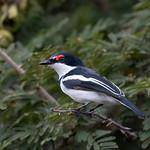 Очковая серёжкоглазка / Platysteira cyanea