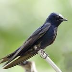Purple Martin / Progne subis