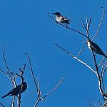 Makira Starling / Aplonis dichroa