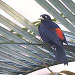 Краснопоясничный кассик / Cacicus uropygialis
