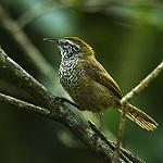 Spot-breasted Wren / Pheugopedius maculipectus