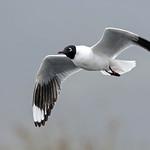Andean Gull / Chroicocephalus serranus