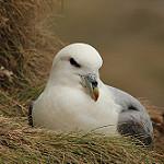 Буревестникообразные / Procellariiformes фото