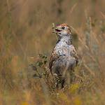 Белокрылый жаворонок / Alauda leucoptera