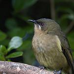 New Zealand Bellbird / Anthornis melanura