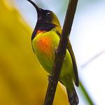 Flaming Sunbird / Aethopyga flagrans