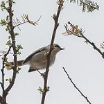 Буроголовый апалис / Apalis alticola