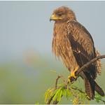 Indian Spotted Eagle / Clanga hastata