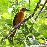 Южный питоху / Pitohui uropygialis