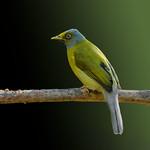 Grey-headed Bulbul / Brachypodius priocephalus