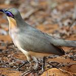 Running Coua / Coua cursor