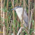 Shoebill / Balaenicipitidae photo