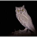 Буланая совка / Otus brucei
