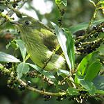 Olive-streaked Flycatcher / Mionectes olivaceus