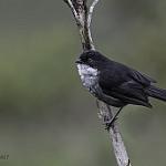 Black-backed Bush Tanager / Urothraupis stolzmanni