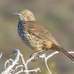 Серый пересмешник / Toxostoma cinereum