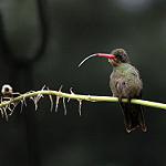 Золотистый сапфир / Hylocharis chrysura