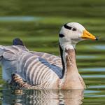 Bar-headed Goose / Anser indicus
