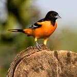 Baltimore Oriole / Icterus galbula