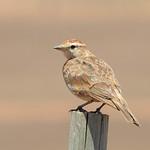 Жаворонковые / Alaudidae фото
