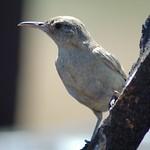 Clarion Wren / Troglodytes tanneri