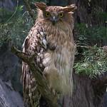 Brown Fish Owl / Ketupa zeylonensis