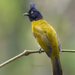 Black-crested Bulbul / Rubigula flaviventris