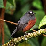 Каштановая тираннита / Ochthoeca cinnamomeiventris