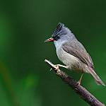 Синицевая юхина / Yuhina nigrimenta
