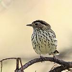 Speckled Warbler / Pyrrholaemus sagittatus