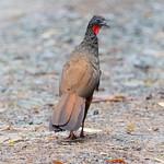 Cauca Guan / Penelope perspicax