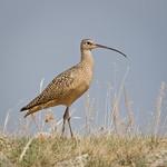 Американский кроншнеп / Numenius americanus