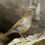 Grey-sided Thrush / Turdus feae