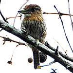 Eastern Striolated Puffbird / Nystalus striolatus